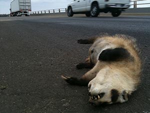 Dead American badger